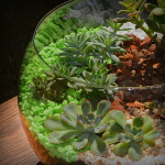 Curso de Mini Jardim em Jundiaí