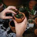 Jardinagem em Jundiaí